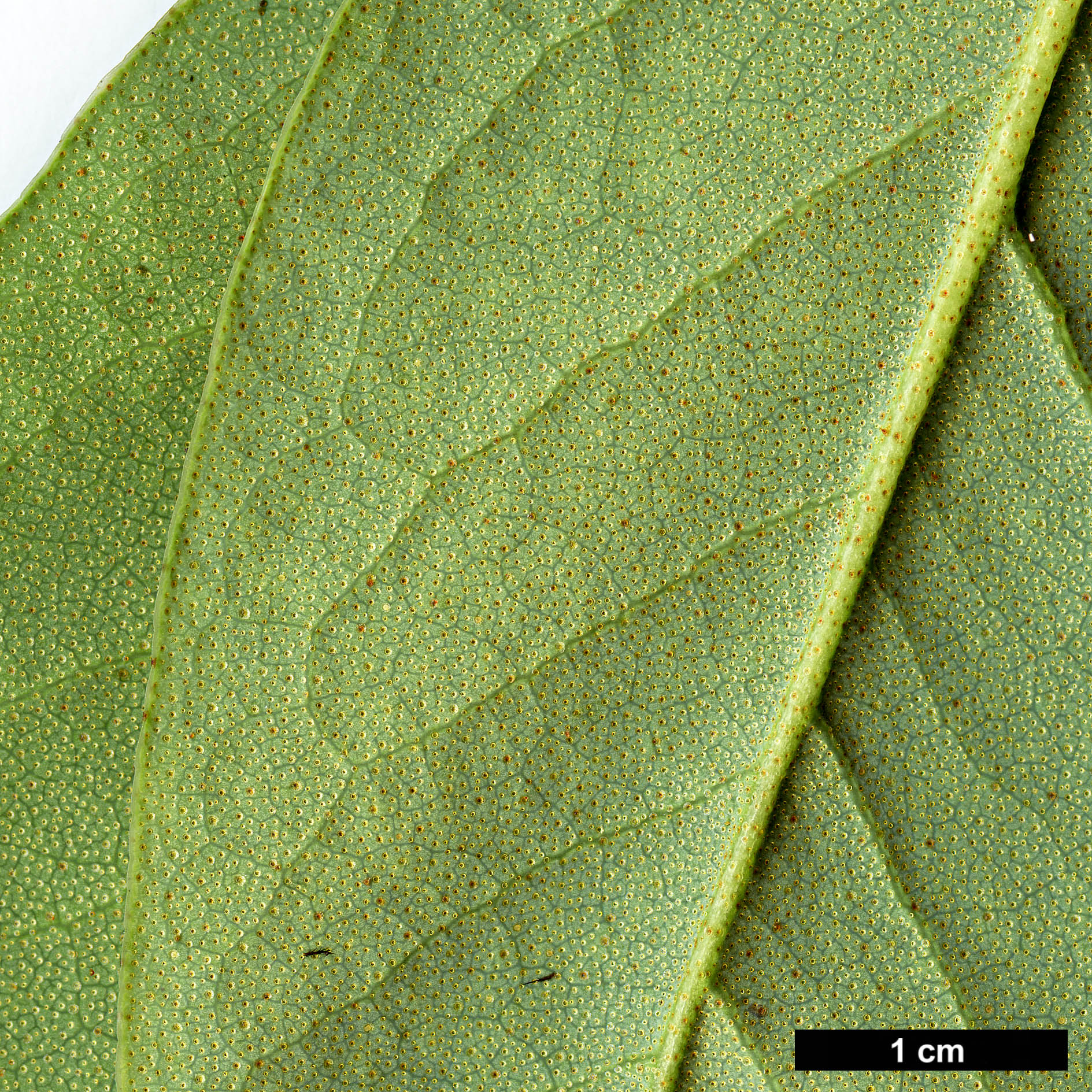 High resolution image: Family: Ericaceae - Genus: Rhododendron - Taxon: pachypodum